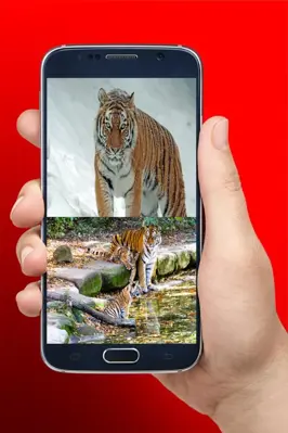 Imágenes de tigres android App screenshot 0
