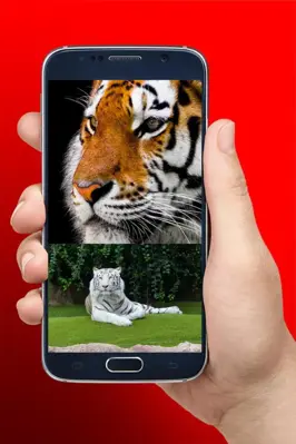 Imágenes de tigres android App screenshot 1